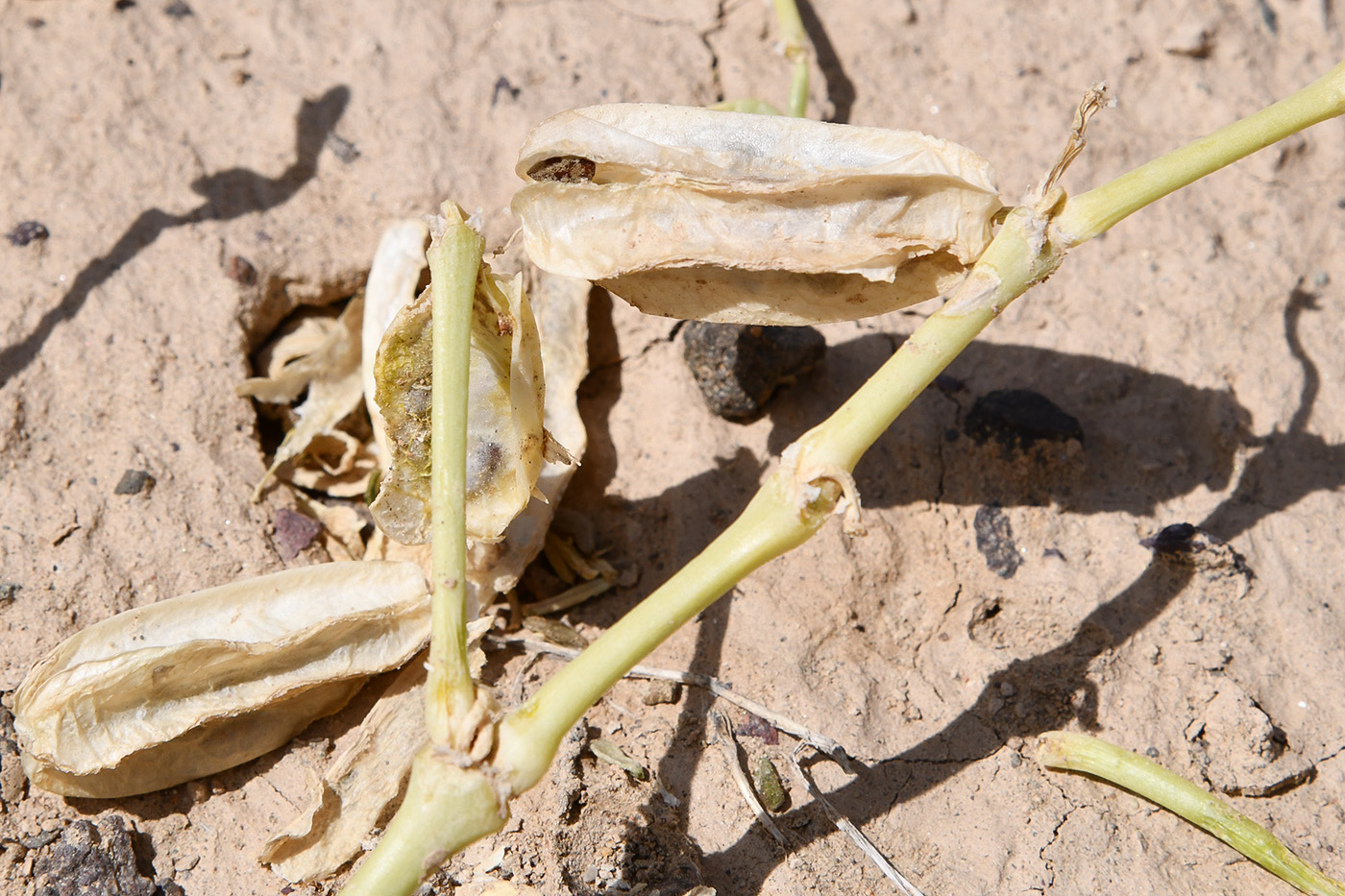 Image of Zygophyllum lehmannianum specimen.