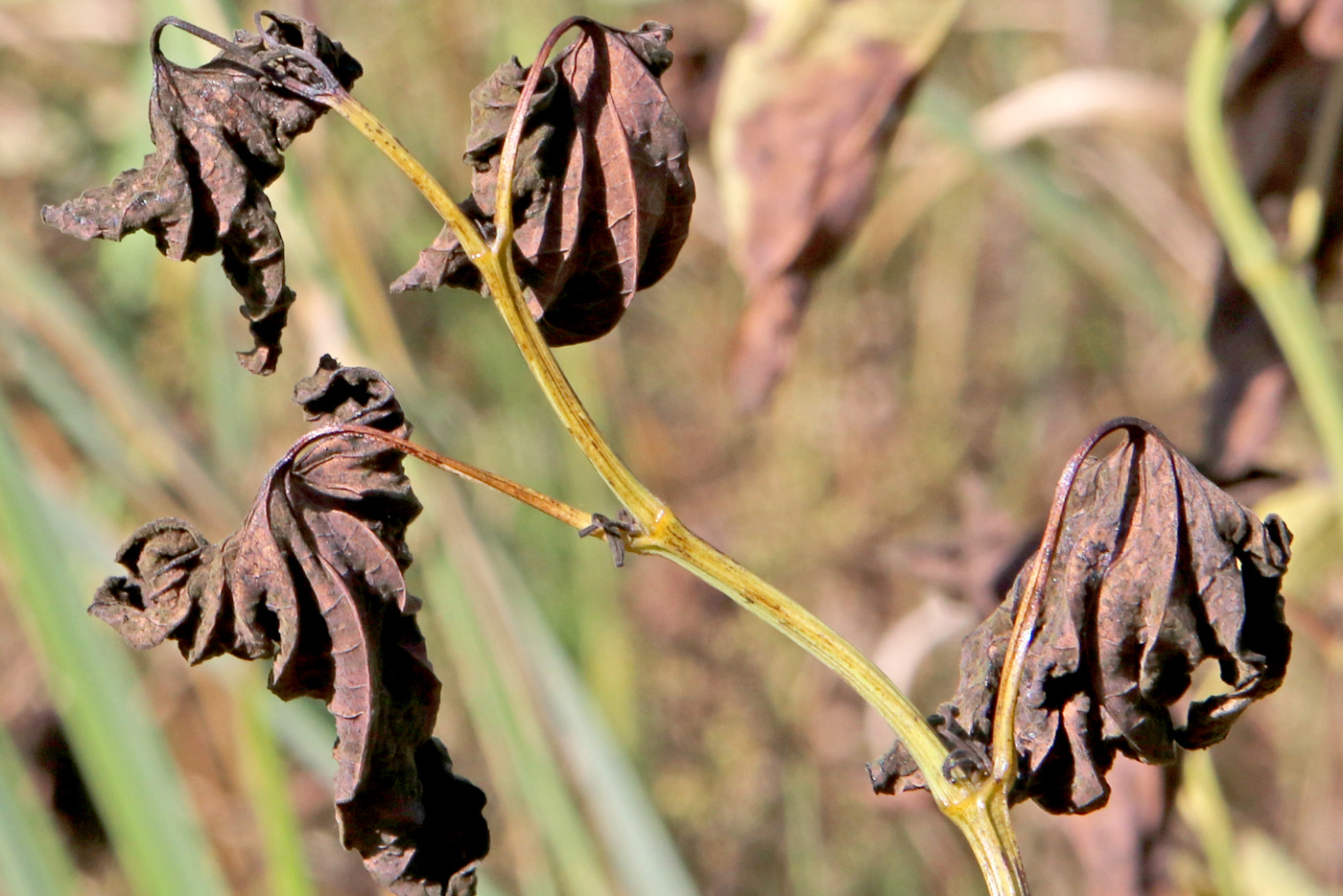 Image of Aristolochia clematitis specimen.