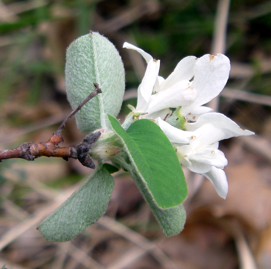 Image of Amelanchier ovalis specimen.