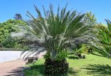 Macrozamia moorei. Взрослое растение с Nephrolepis cordifolia на стволе. Португалия, о-в Мадейра, г. Фуншал, в культуре. 18.08.2025.