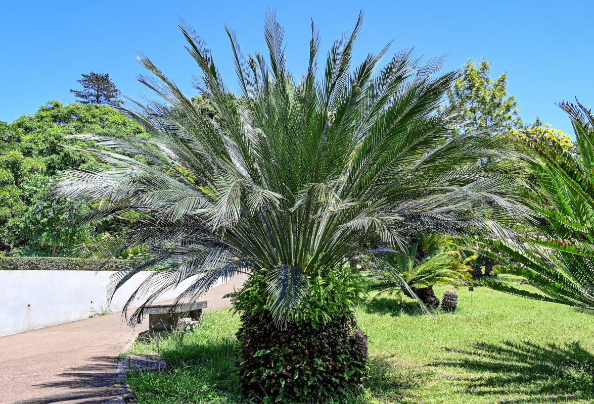 Изображение особи Macrozamia moorei.