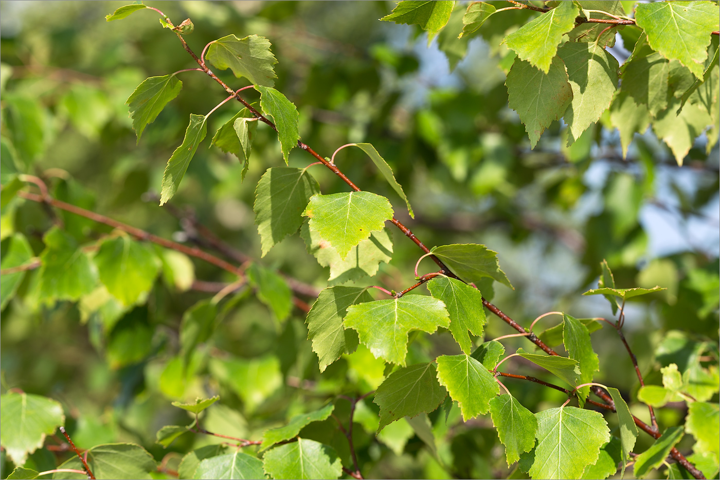 Image of Betula subarctica specimen.