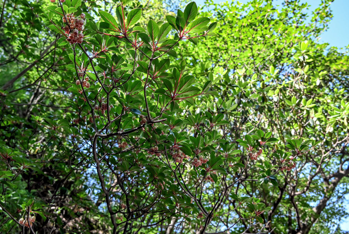 Изображение особи Enkianthus chinensis.