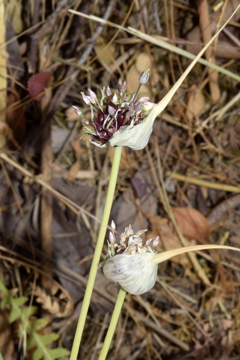 Image of Allium sativum specimen.