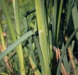 род Typha. Основание листа. Абхазия, Гудаутский р-н, окр. с. Лдзаа, водоотводный канал. 12.06.2025.