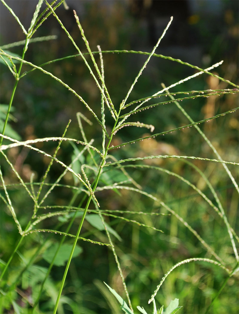 Изображение особи Digitaria sanguinalis.