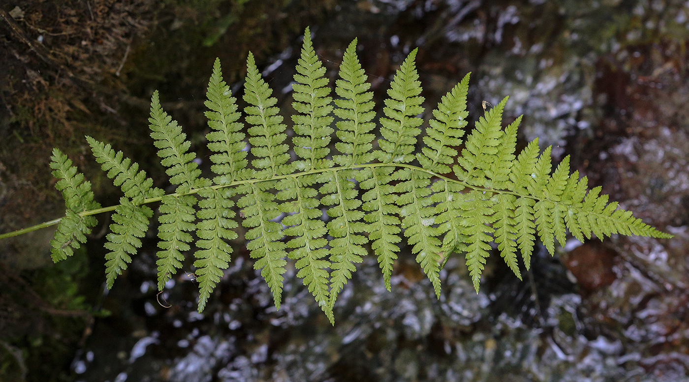 Изображение особи Athyrium filix-femina.