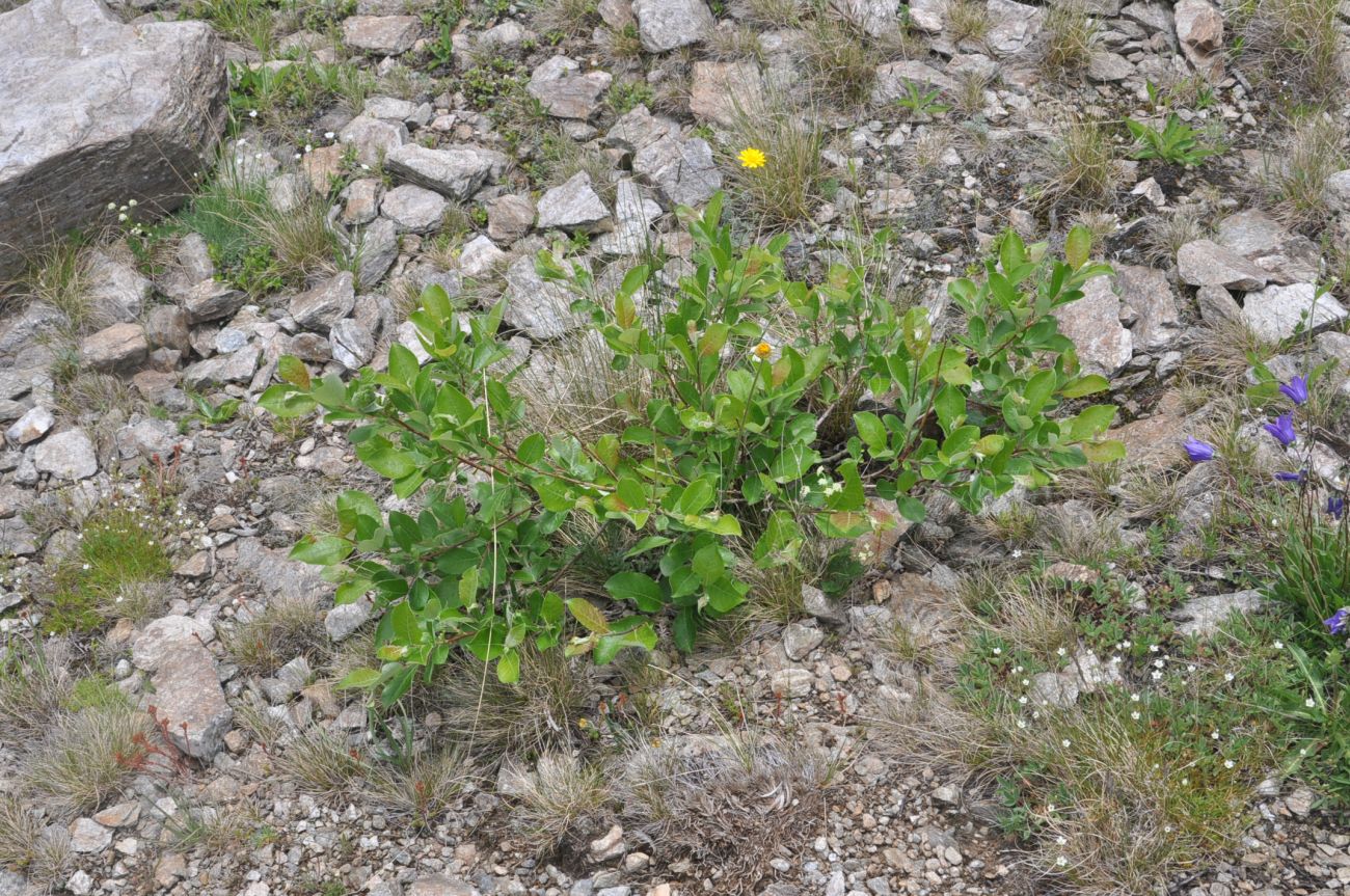 Image of genus Salix specimen.