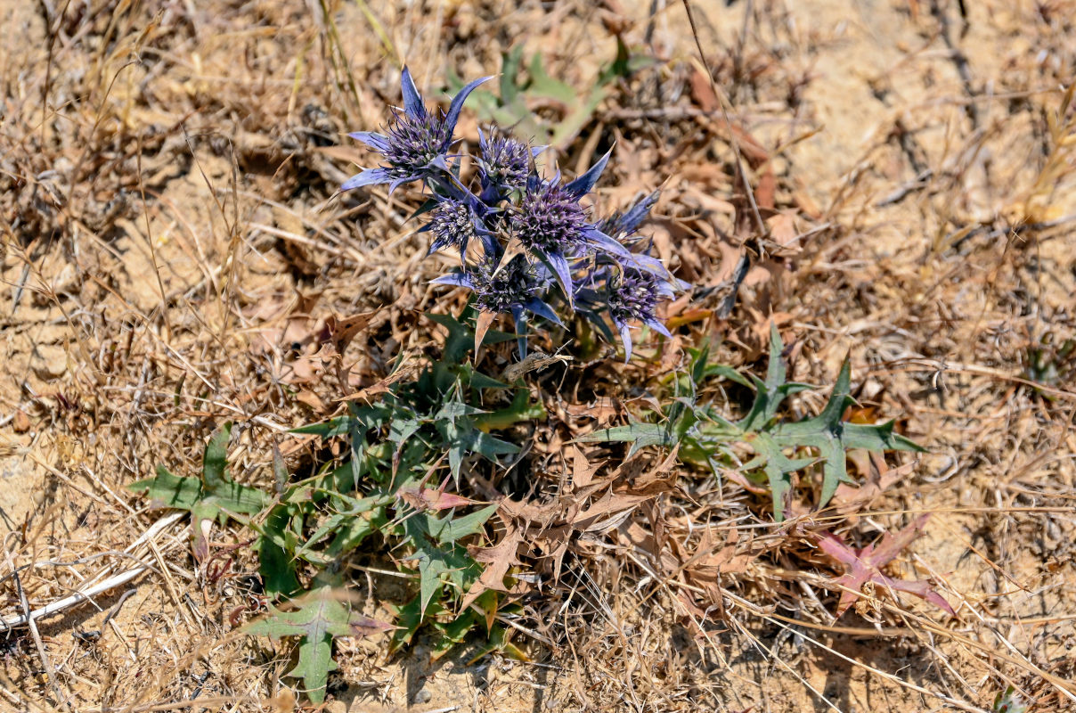 Image of genus Eryngium specimen.