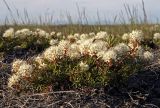 Ledum decumbens. Цветущие растения. Чукотка, Чаунская низм., дельта р. Чаун-Паляваама, о. Айопечан. 28.06.2005.