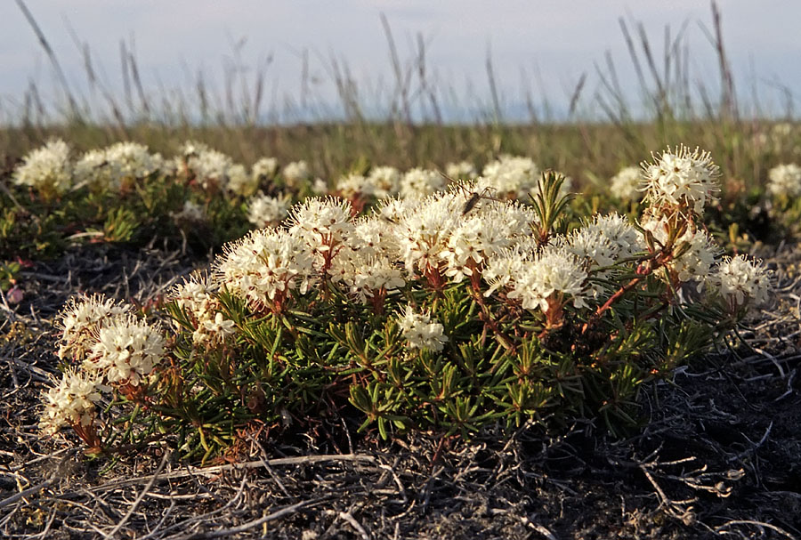 Изображение особи Ledum decumbens.