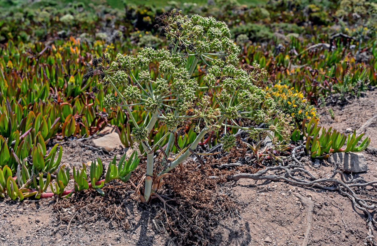 Изображение особи Thapsia gummifera.