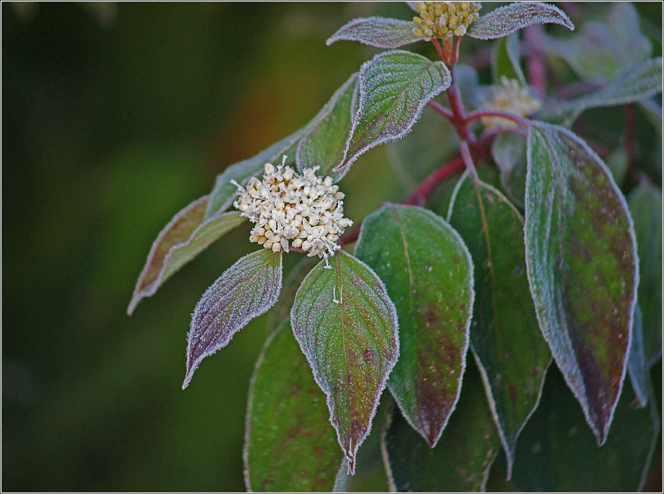 Изображение особи Swida alba.