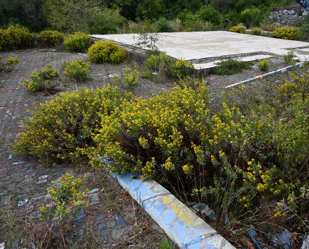 Image of familia Asteraceae specimen.