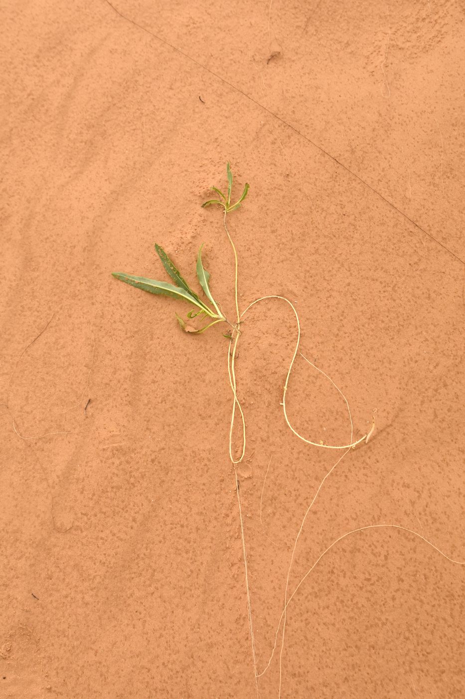 Изображение особи Isatis sabulosa.