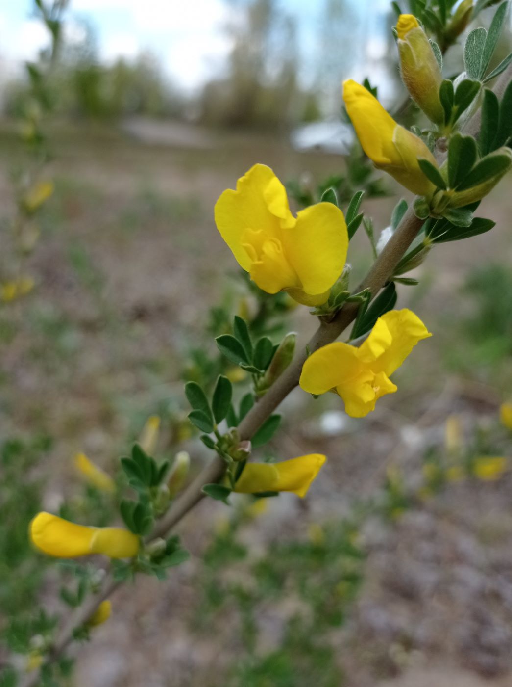 Изображение особи Chamaecytisus ruthenicus.