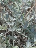 род Astragalus. Листья. Киргизия, Баткенская обл., Баткенский р-н, окр. с. Самаркандык, Туркестанский хр., горы Сары-Тоо, уроч. Мадыген, кромка конгломерата бронирующей плиты, накрывающей краснопесчаниковые толщи. 13 мая 2026 г.
