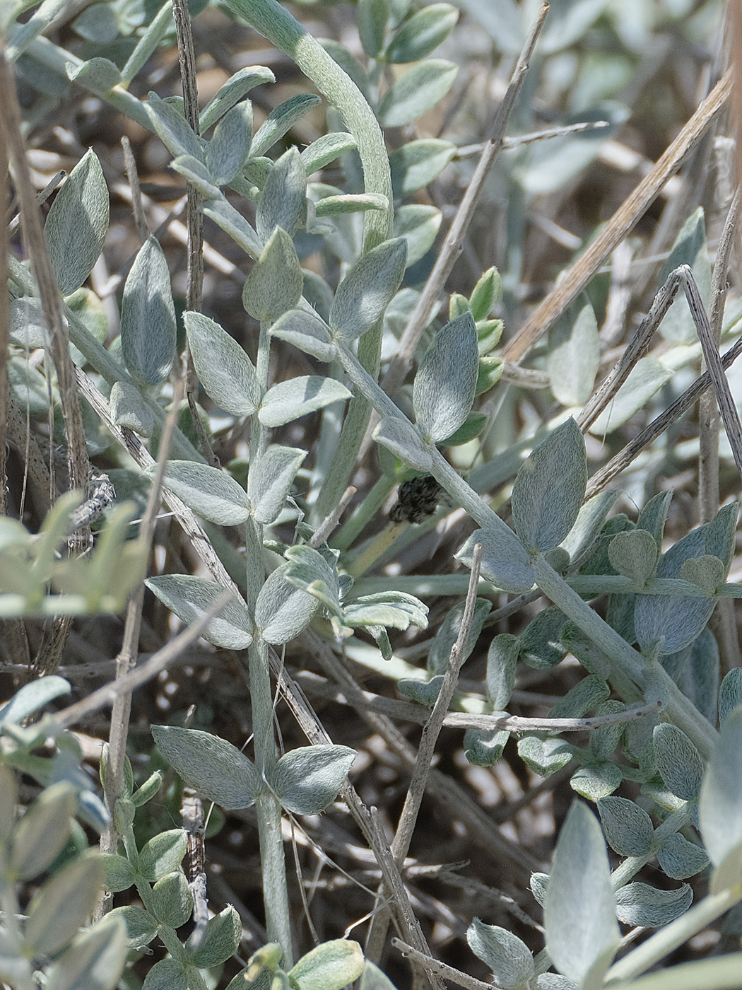 Image of genus Astragalus specimen.