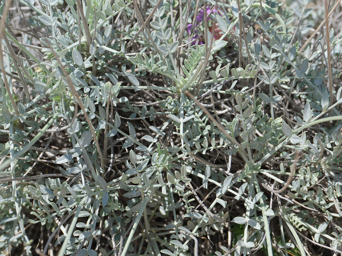 Изображение особи Astragalus schrenkianus.