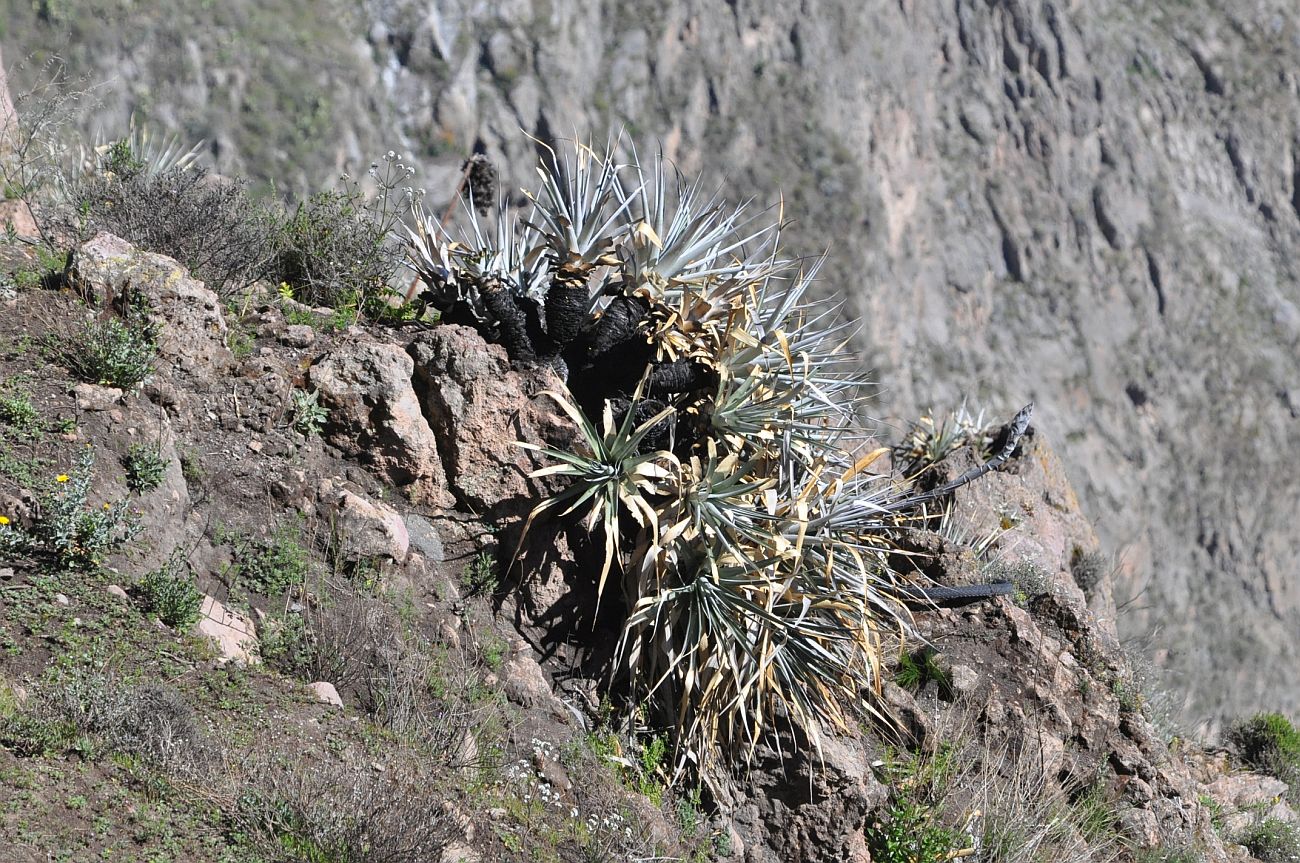 Image of Unknown species specimen.