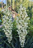 Yucca filamentosa
