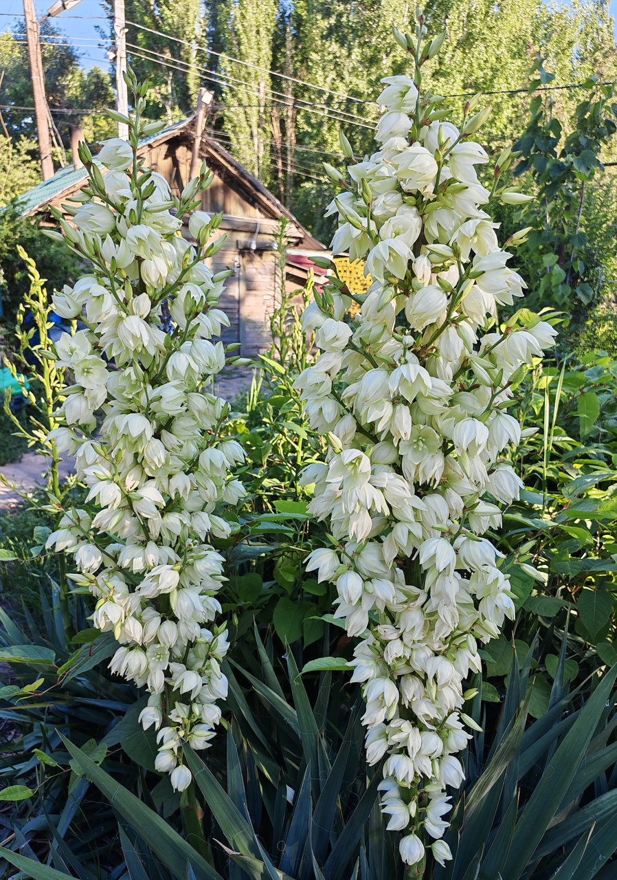 Изображение особи Yucca filamentosa.