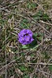genus Primula. Цветущее растение. Грузия, край Самцхе-Джавахети, Ниноцминдский муниципалитет, юго-восточный склон горы Патара-Абули, ок. крепости Кероглы, выс. 2650 м н.у.м., луг. 7 июня 2026 г.