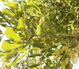 Cupaniopsis anacardioides. Ветви цветущего дерева. Израиль, г. Кирьят-Оно, уличное озеленение. 11.02.2011.