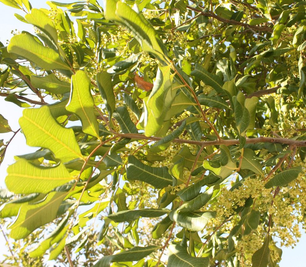 Изображение особи Cupaniopsis anacardioides.