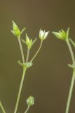 Arenaria serpyllifolia. Верхушка побега с цветком и бутонами. Ростовская обл., Неклиновский р-н, окр. хут. Мержаново, песчано-каменистый берег. 31.05.2026.