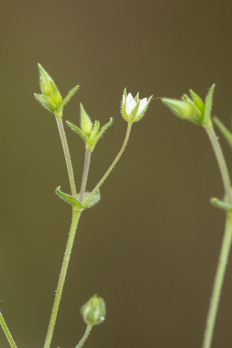 Image of Arenaria serpyllifolia specimen.