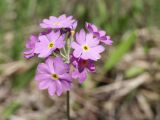 Primula farinosa. Соцветие. Ленинградская обл., Ломоносовский р-н, окр. пос. Глядино, сырой луг на известняке. 7 июня 2026 г.