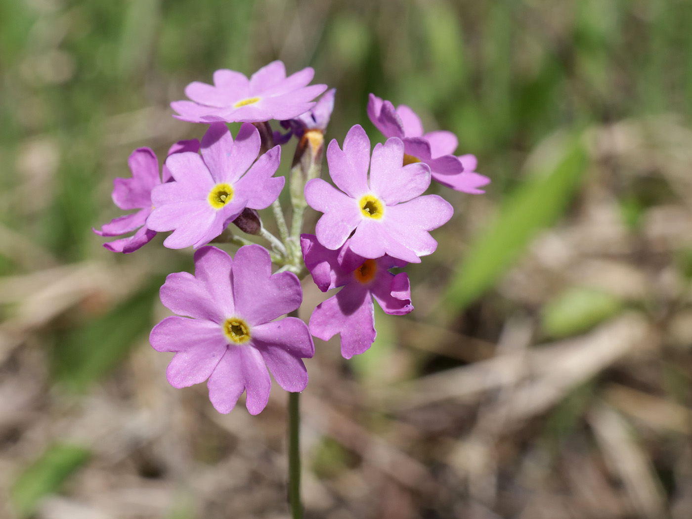 Image of Primula farinosa specimen.
