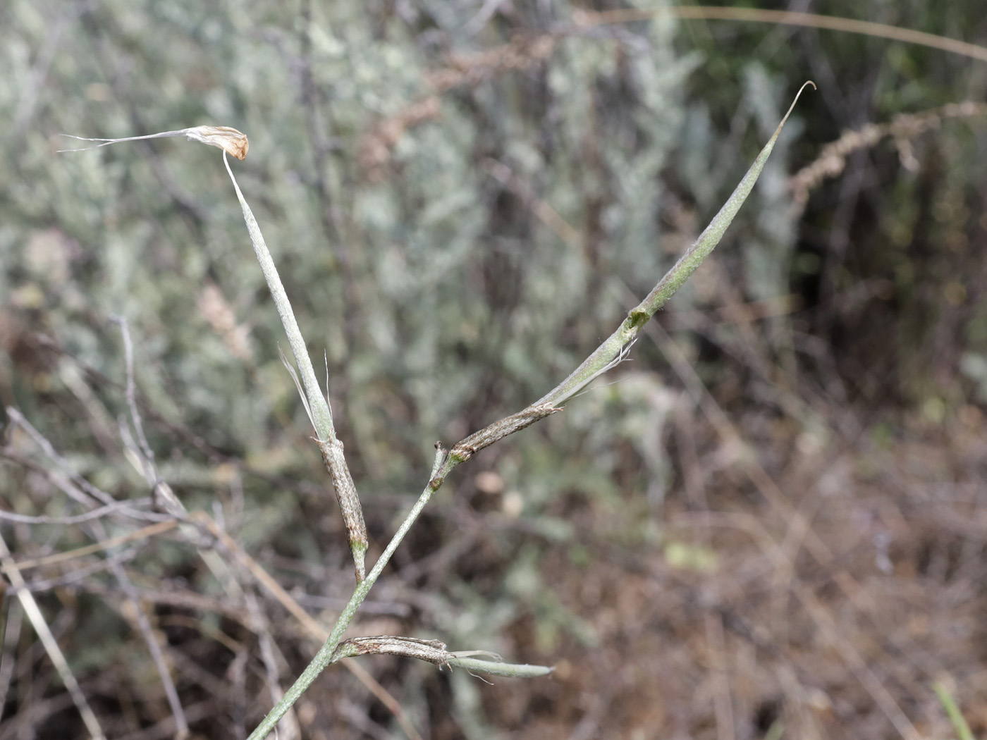 Image of Astragalus pseudotataricus specimen.