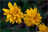 Rudbeckia laciniata разновидность hortensia. Соцветия (культивар, махровая форма). Московская обл., Раменский р-н, окр. дер. Хрипань, садовый участок. 18.08.2026.