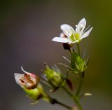 Saxifraga spinulosa. Часть соцветия. Хабаровский край, р-н имени Лазо, массив горы Ко, склон горы Столовая, выс. ≈ 1880 м н.у.м., каменистые россыпи. 02.08.2026.