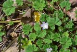 genus Malva. Цветущее растение. Турция, ил Артвин, у монастыря Парехи, на скальной полке. 12 июня 2026 г.