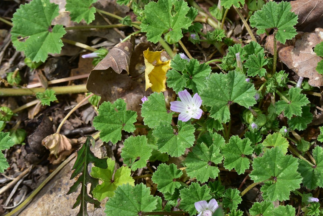 Image of genus Malva specimen.