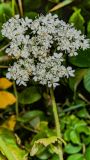 Heracleum sphondylium. Побег с соцветием. Санкт-Петербург, Приморский р-н, заказник «Северное побережье Невской губы», песчаный береговой уступ Финского залива. 05.08.2026.