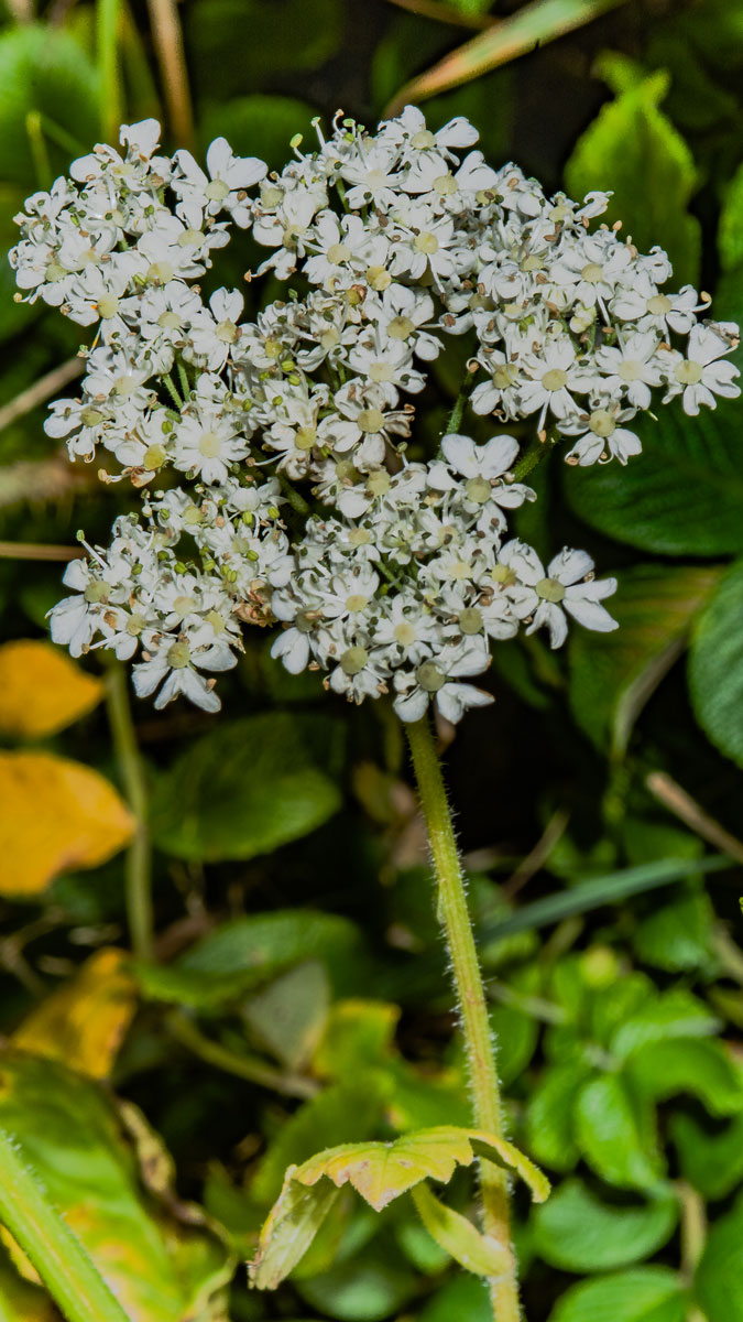 Image of Heracleum sphondylium specimen.
