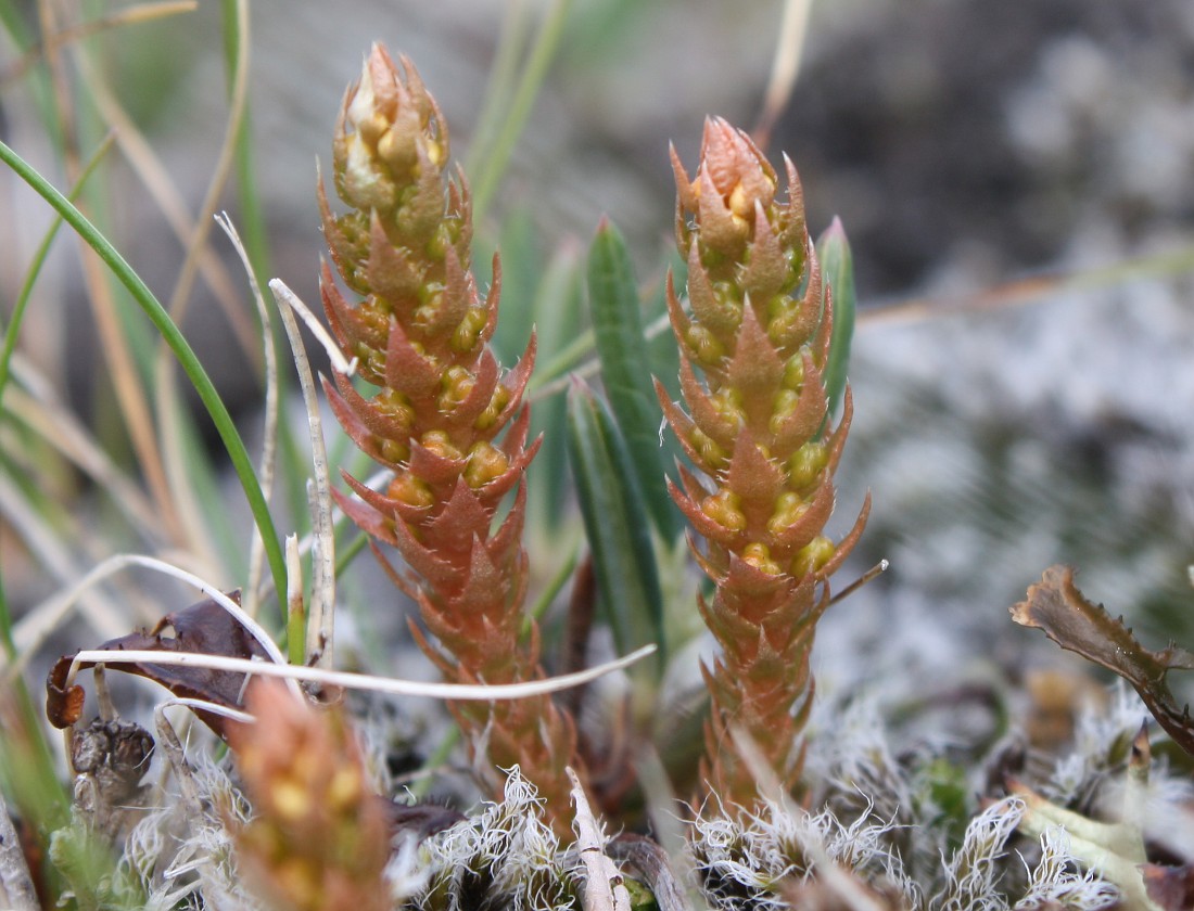 Изображение особи Selaginella selaginoides.