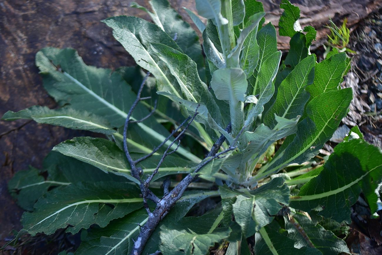 Image of genus Verbascum specimen.