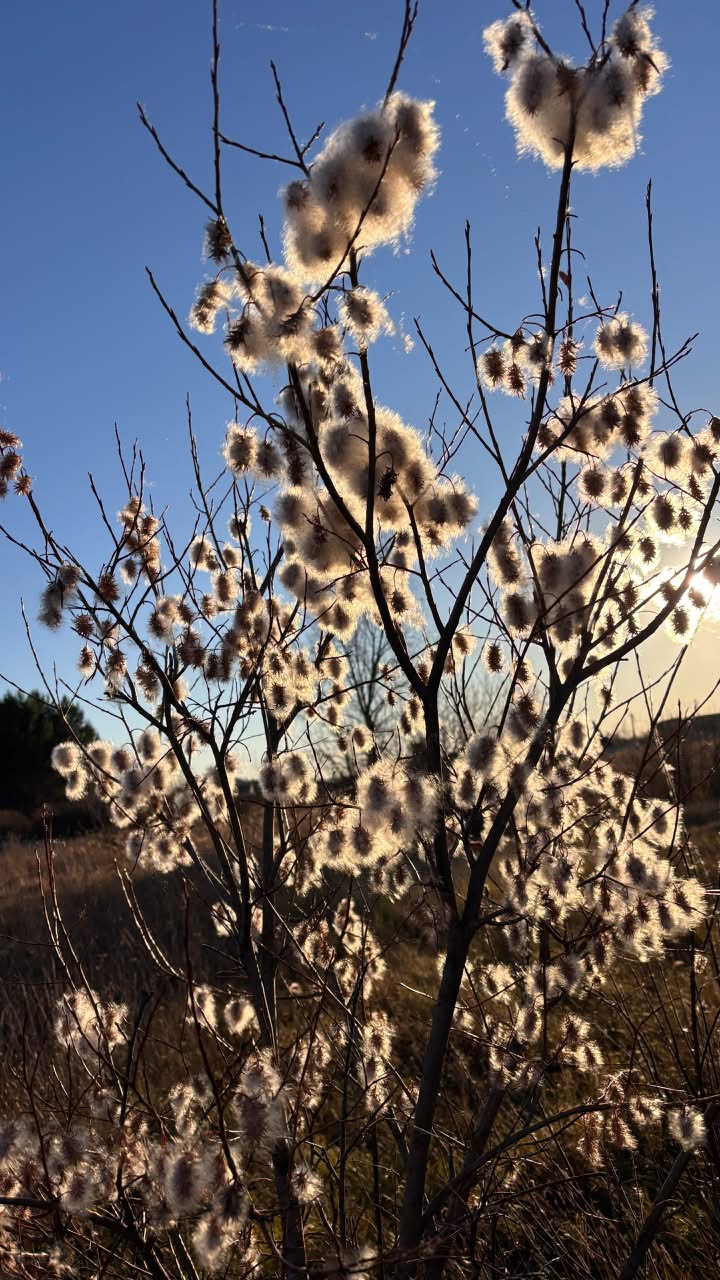 Изображение особи Salix pentandra.