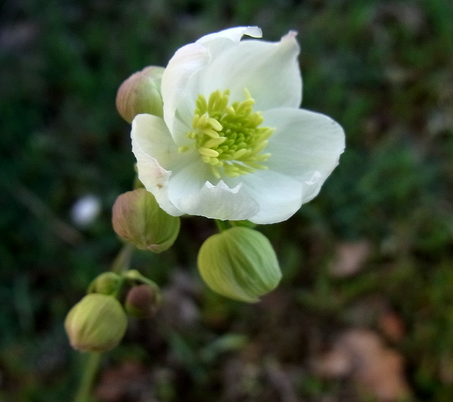 Image of Thalictrum tuberosum specimen.