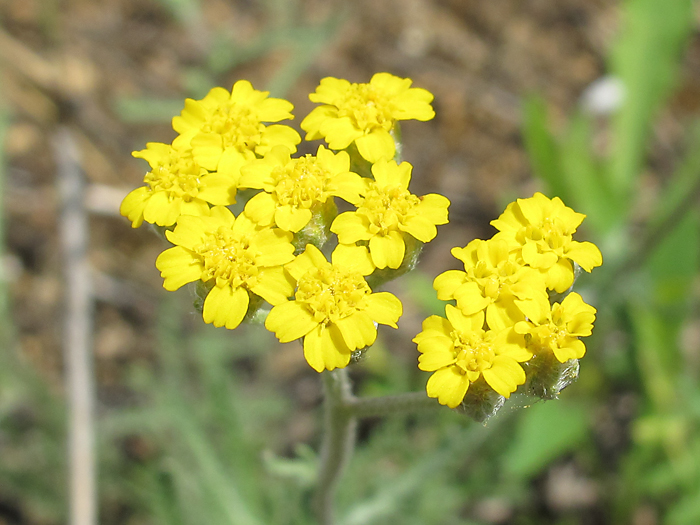 Image of Achillea taurica specimen.