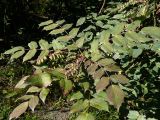 Mahonia bealei