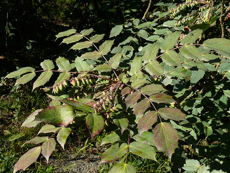 Image of Mahonia bealei specimen.