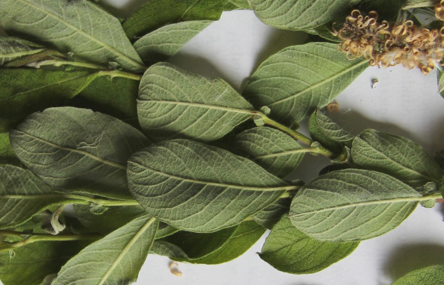 Изображение особи Salix aurita.
