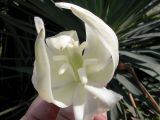 Yucca gloriosa. Цветок. Краснодарский край, Сочи, пос. Лазаревское. 27 сентября 2005 г.