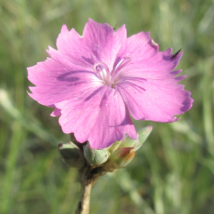 Изображение особи род Dianthus.